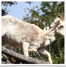 Dall Sheep - Moving